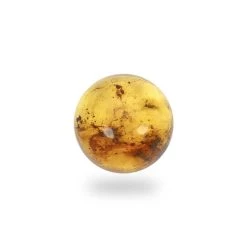 2.4cts Caribbean Amber 12x12mm Round (N) -Fashion Accessories ztci30 1